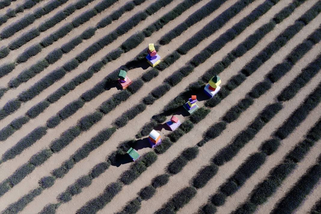 Konya’da lavanta büyüsü! Türkiye’nin en büyüğü dünyadan ziyaretçi ağırlıyor 14